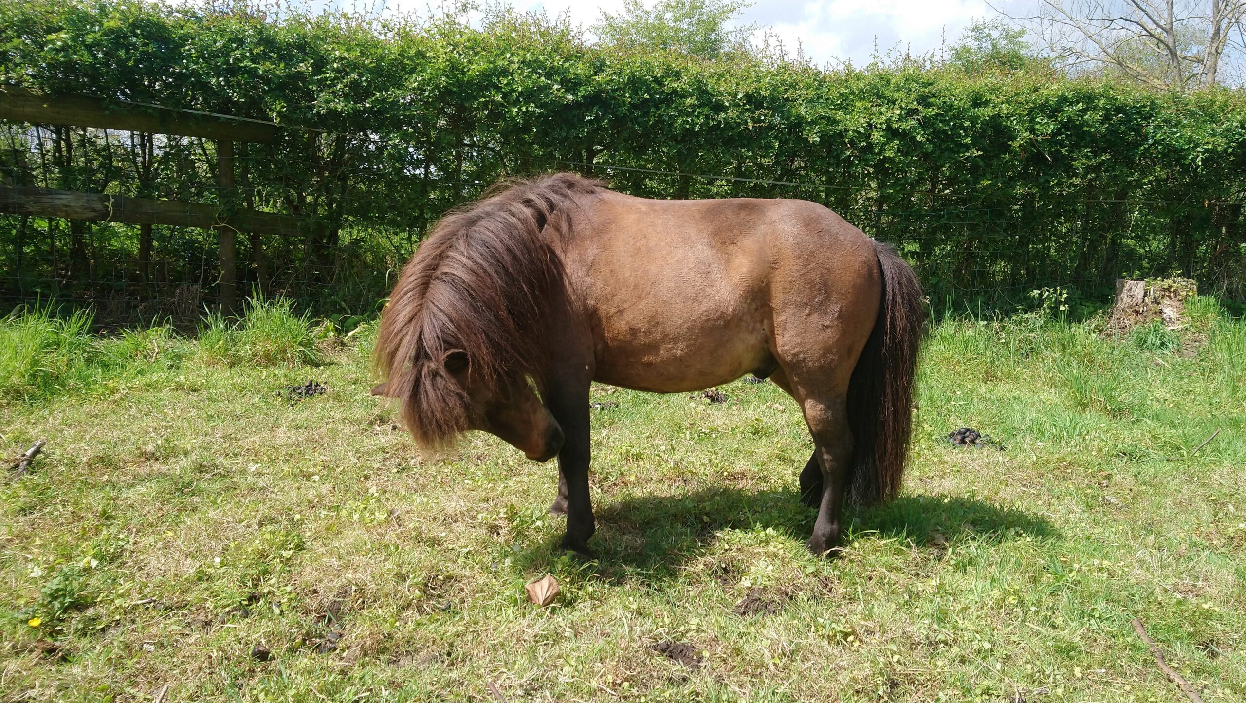 Brown miniature pony standing in a green field with head bent down to his chest having a scratch