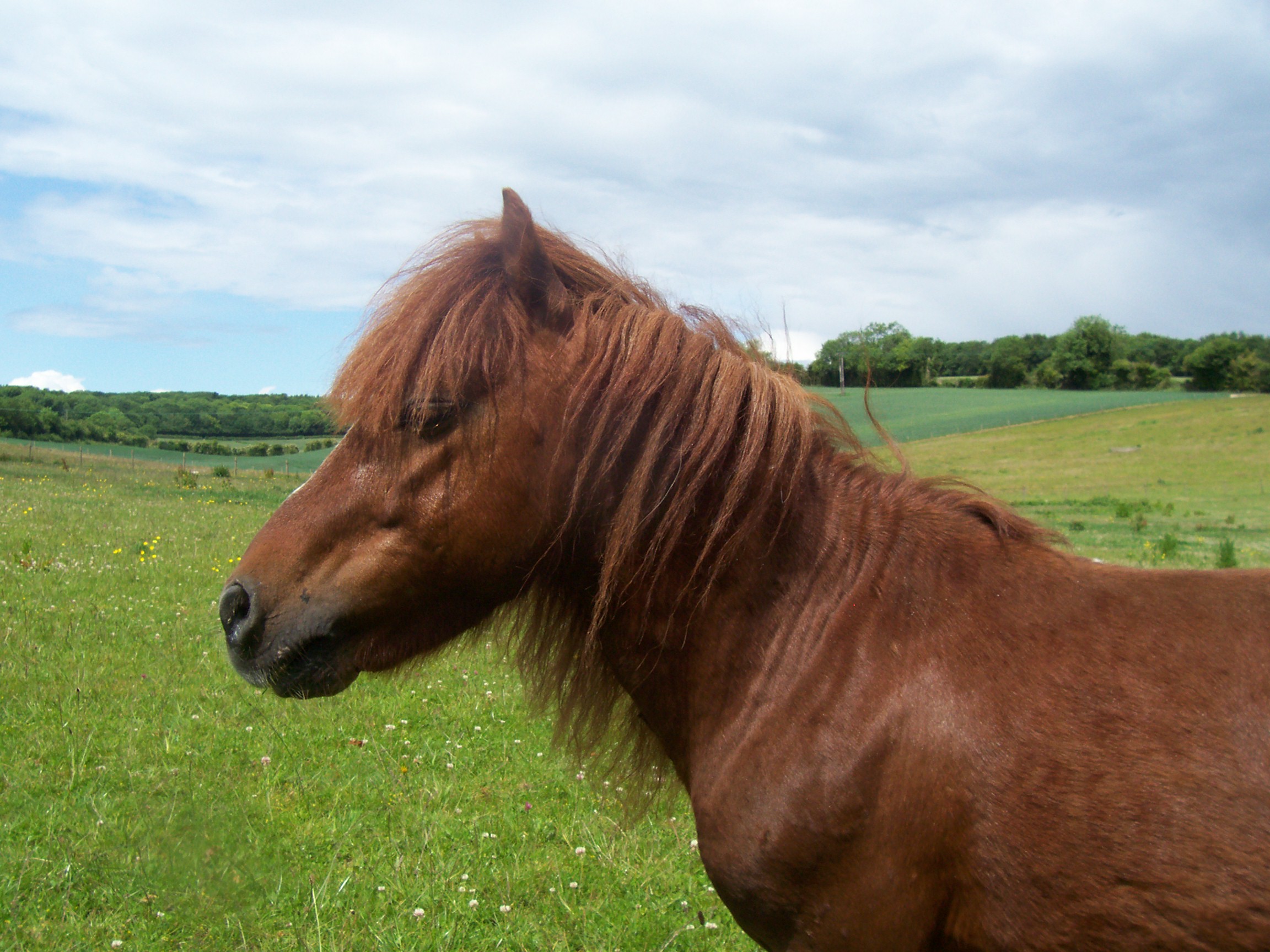 A chestnut miniature stallion has a green field and blue sky in background and is looking off to the left
