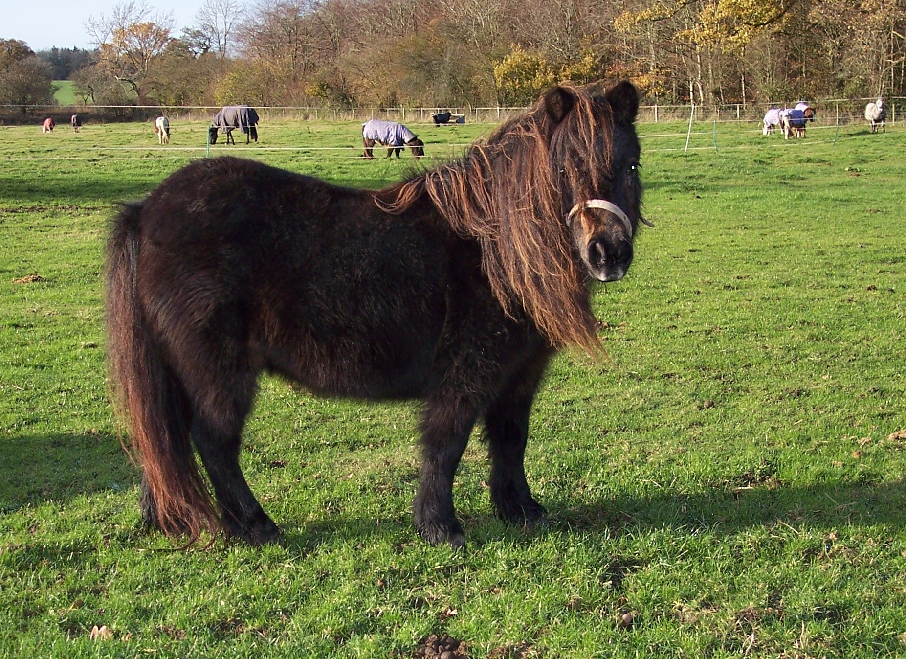 A dark bay miniature mare stood in a green field. she has a fabulous amount of mane and tail