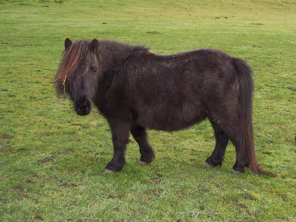 A black Falabella pony standing in a green field