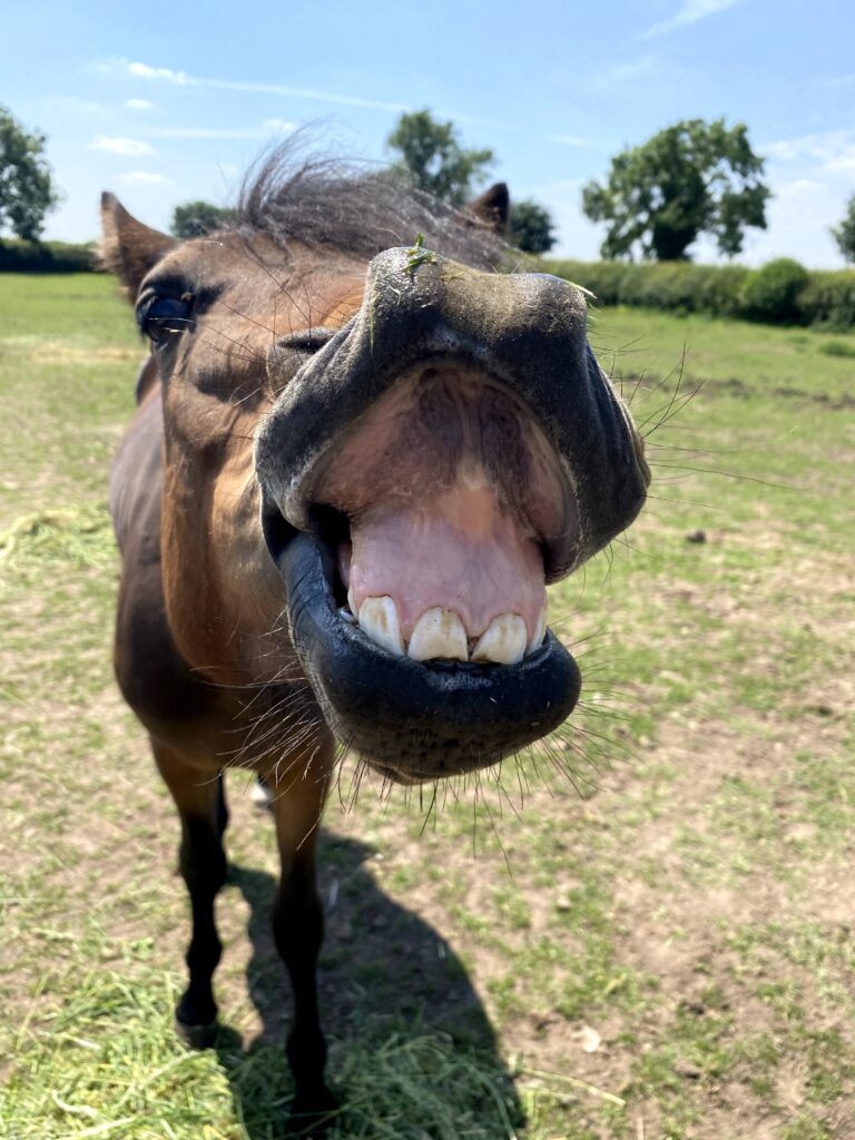 A bay horse looking at camera with mouth open and teeth showing