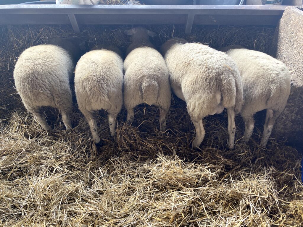 Line of 5 sheeps bottoms as they feed out of a trough 