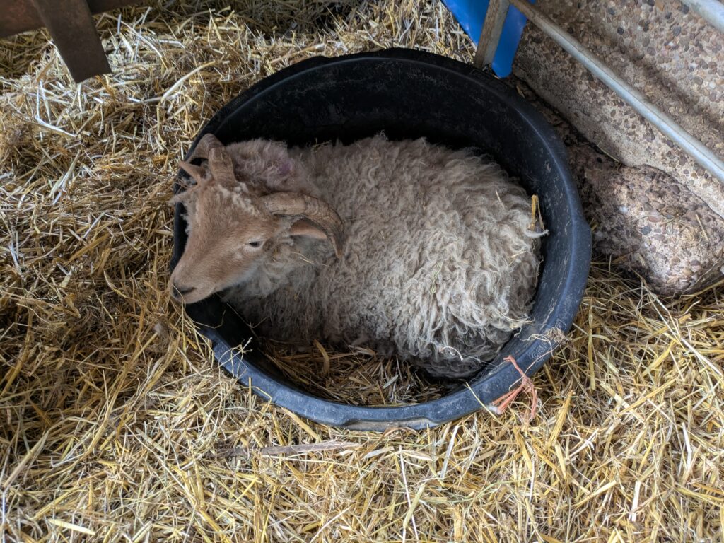 Black large water butt that is empty of water but has a Portland sheep curled up inside the wahter butt