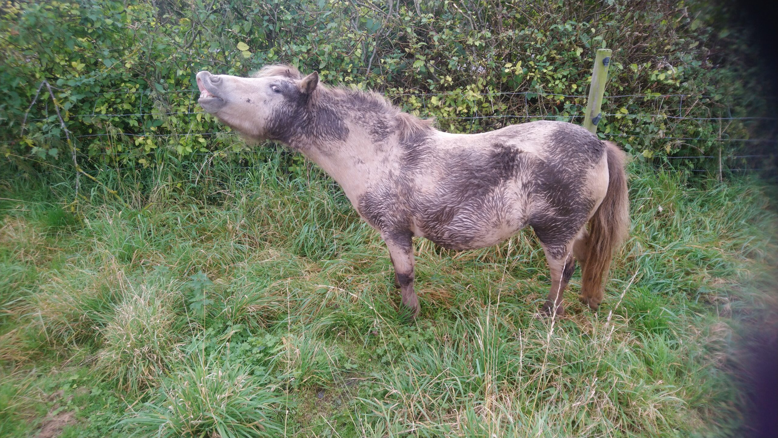 Biscuit coloured pony that has rolled in mud and has muddy patchs . pony is curling top lip to look like she laughing.