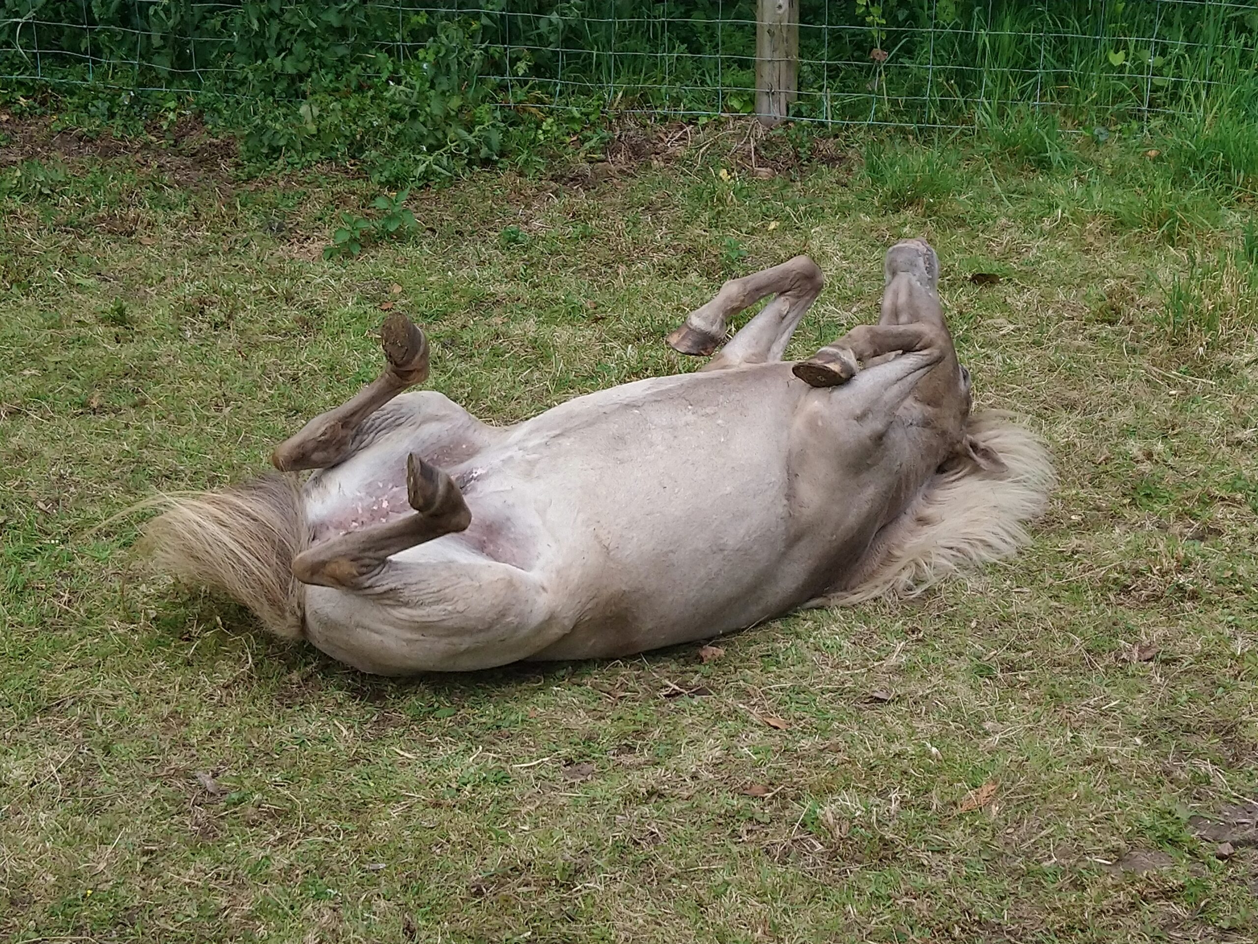 Biscuit coloured pony have a roll on grass.
Pony on back with legs in air.