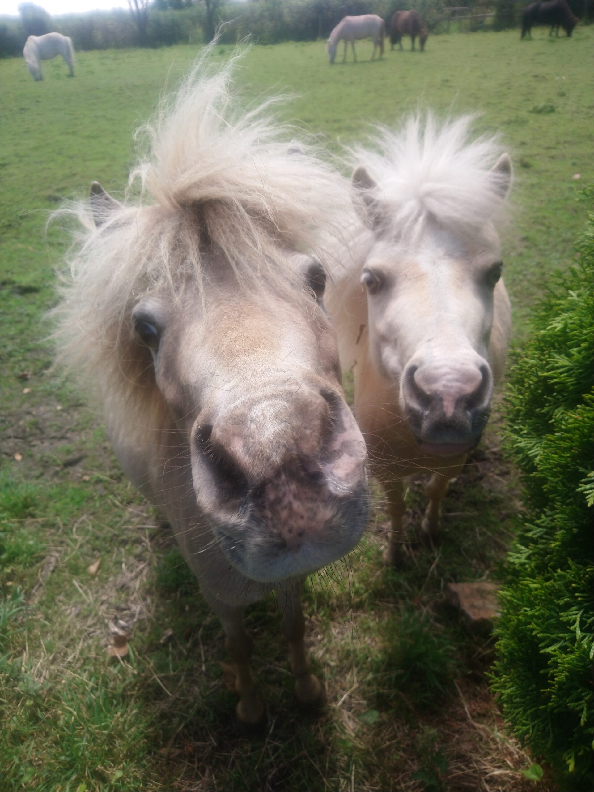 2 ponies that are biscuit coloured looking at camera close up with heads stretched towards camera