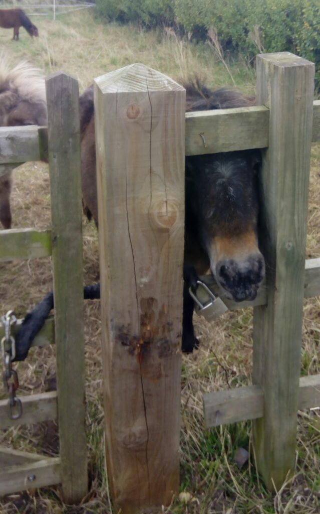 Bay appaloosa pony looking through gap in wooden fence next to a wooden gate.