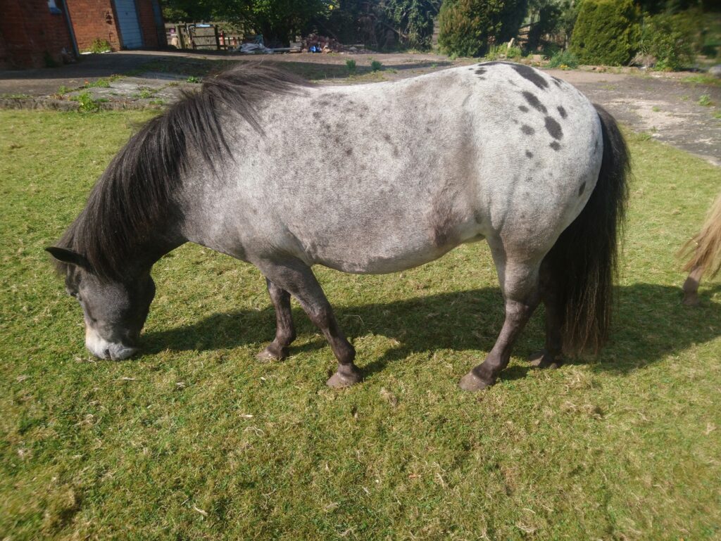 A bay appaloosa miniature pony grazing in a green field.