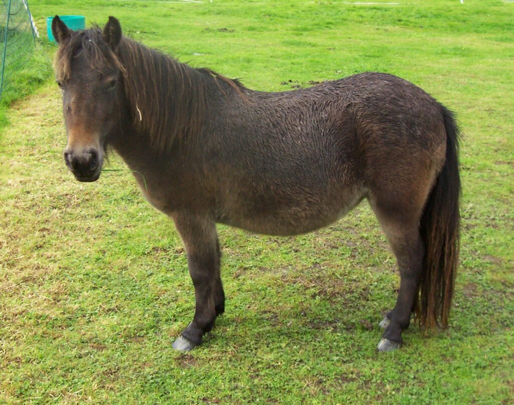 A bay appaloosa pony not showing any of her white spots as they have not developed yet