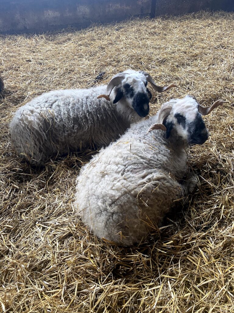 2 Valley Black Nosed sheep lying down in a straw bed in a barn