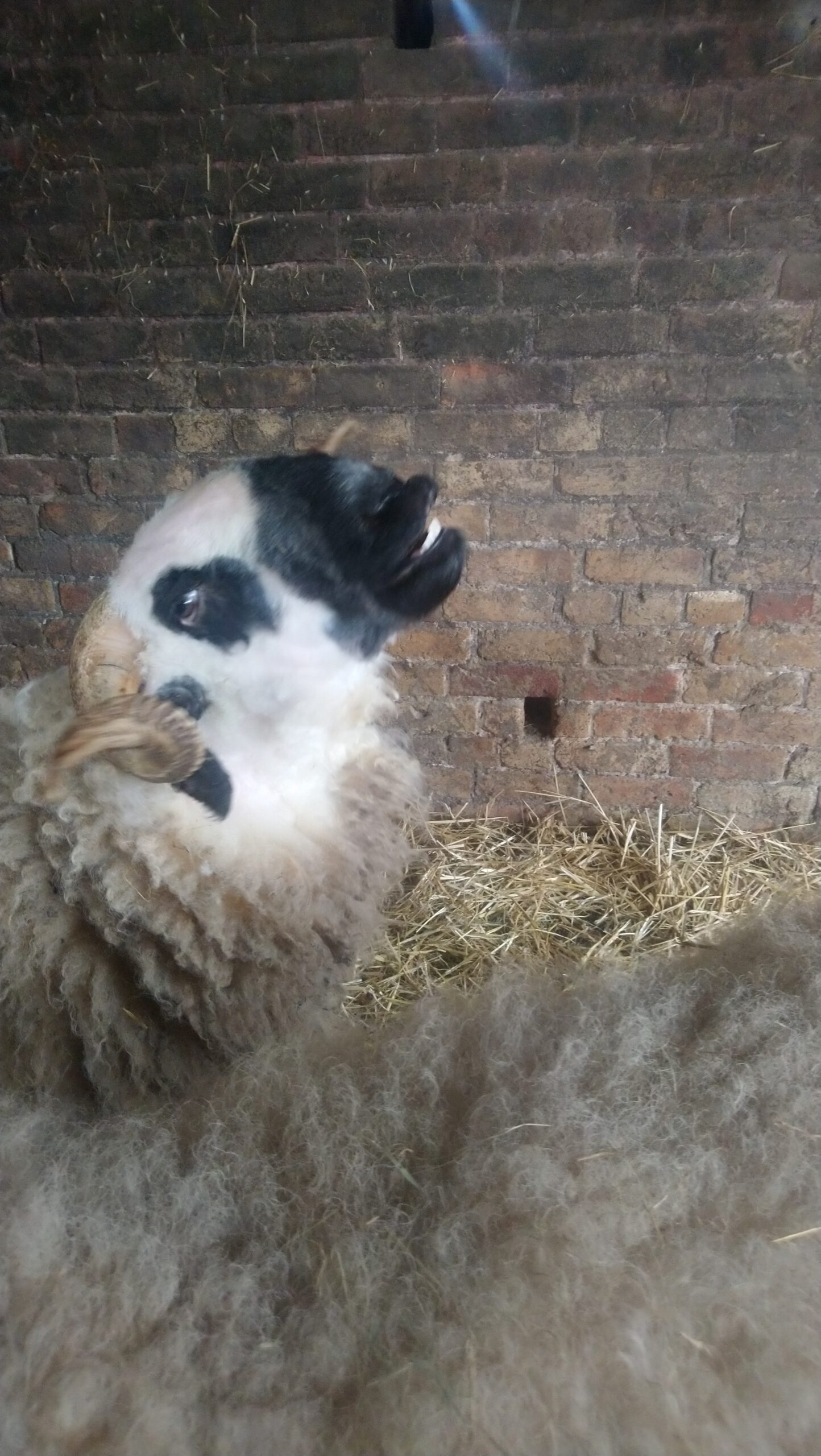 A Valley Black Nose sheep with large curly horns with head up and top lip curled back